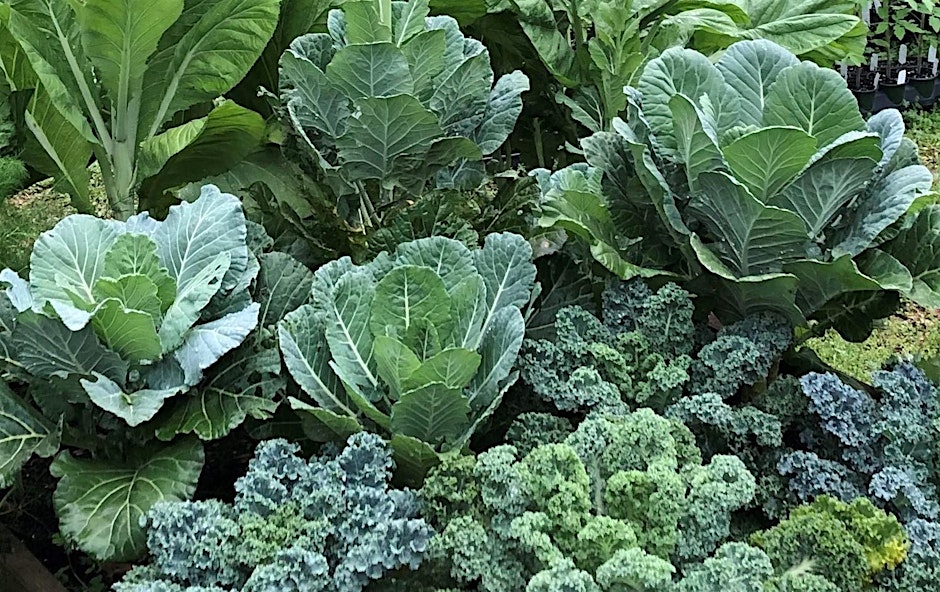 Fall 2026 Backyard Gardening Series