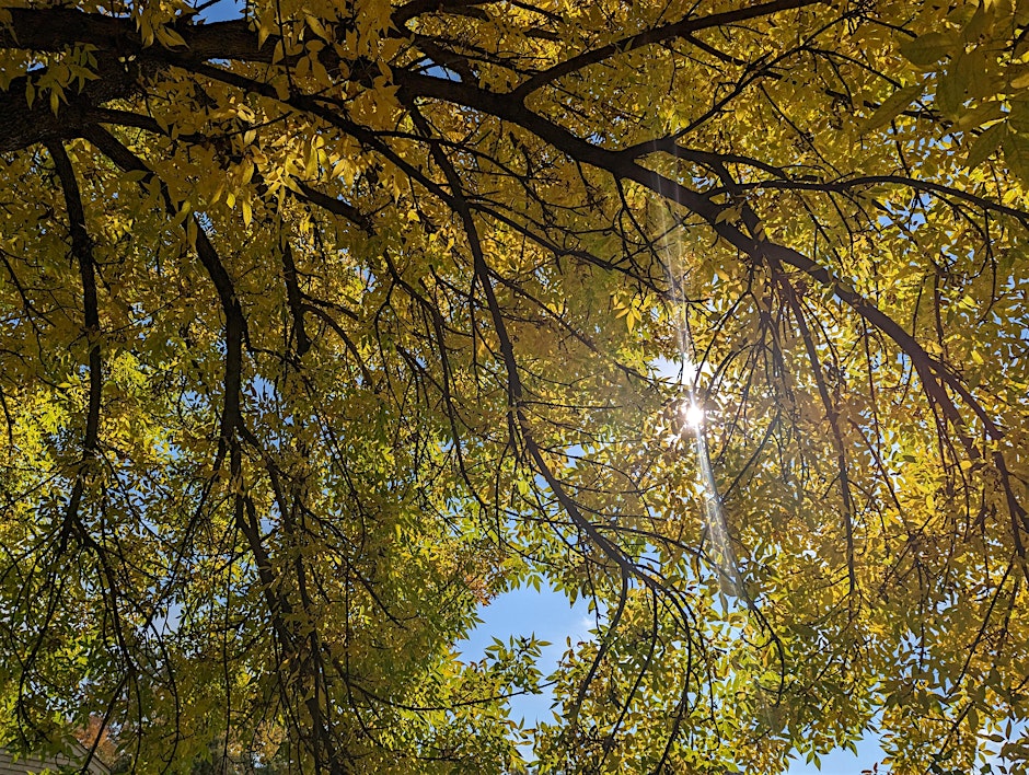 Trees for a Changing Climate