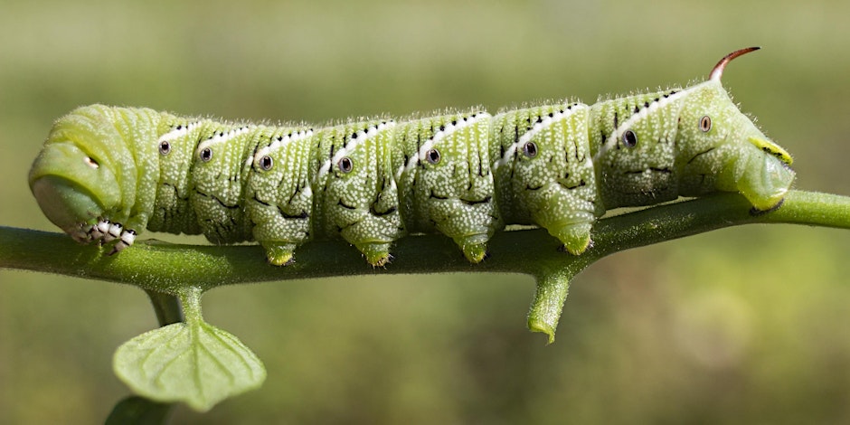 07-18-2026 Managing Yard Pests Responsibly: Integrated Pest Management-IPM