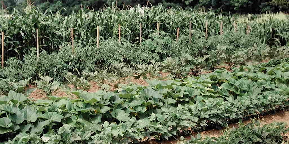 Fall in Florida is great for Growing Vegetables