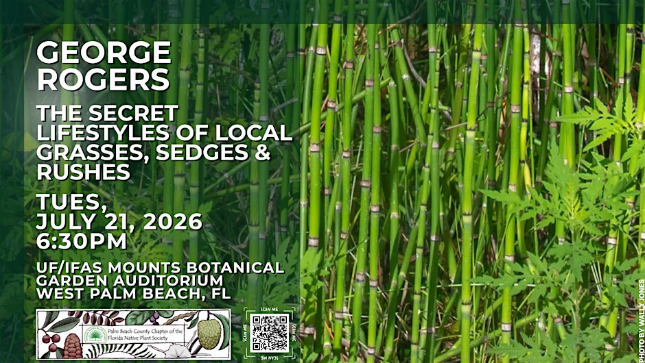 FL NATIVE PLANT SOCIETY - Local Grasses, Sedges, & Rushes - WEST PALM BEACH