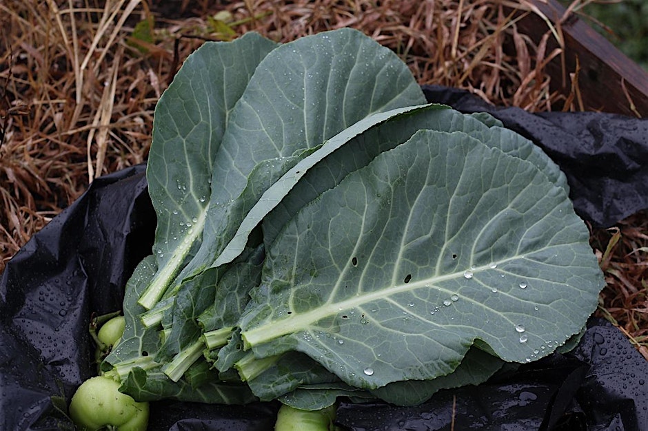 Grow with Us- Fall Vegetable Gardening