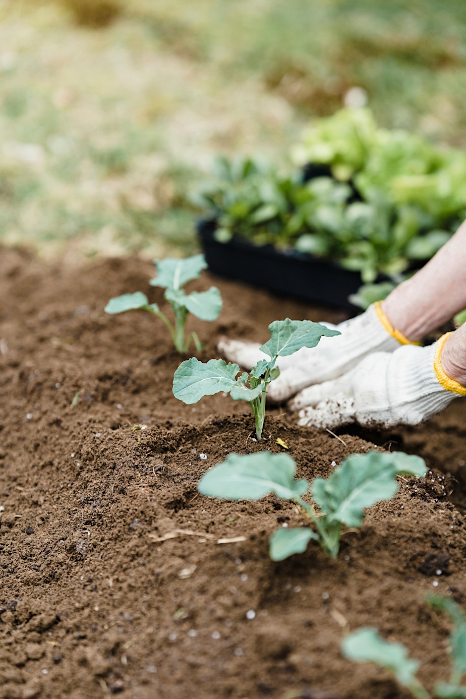 Tent Talk - Fall Vegetable Gardening: Extending the Harvest