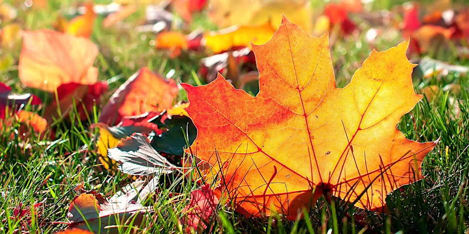 Fall Landscaping & Plant Selection