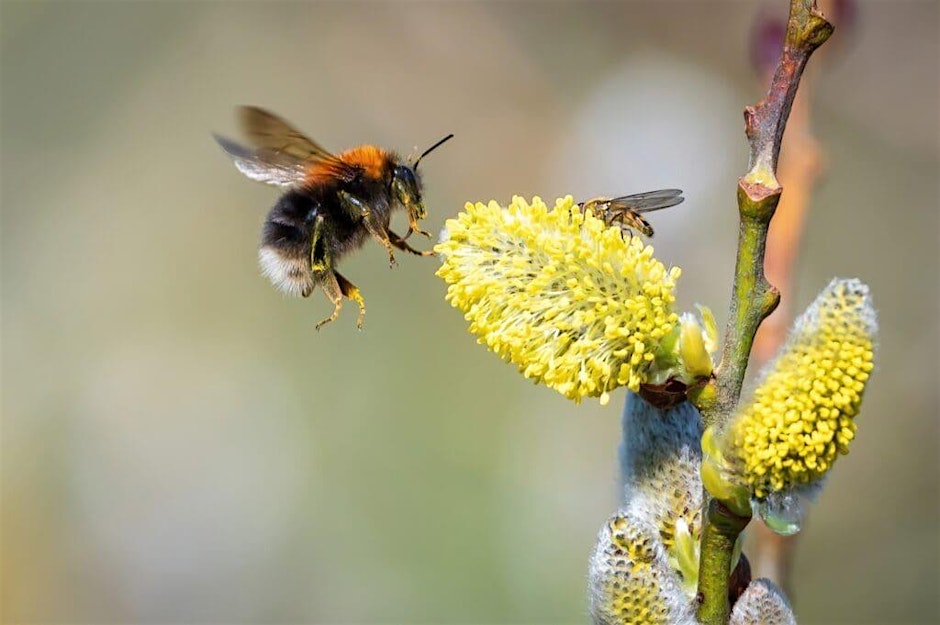 Wildlife Gardening Club “Bumblebee Safari”