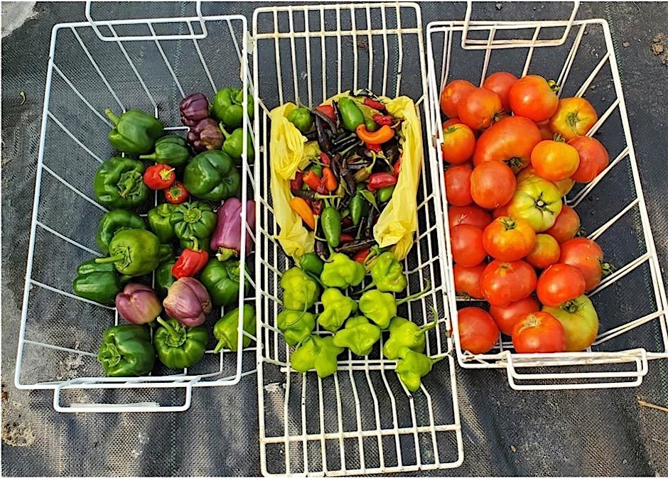 Gardening in Elizabeth City