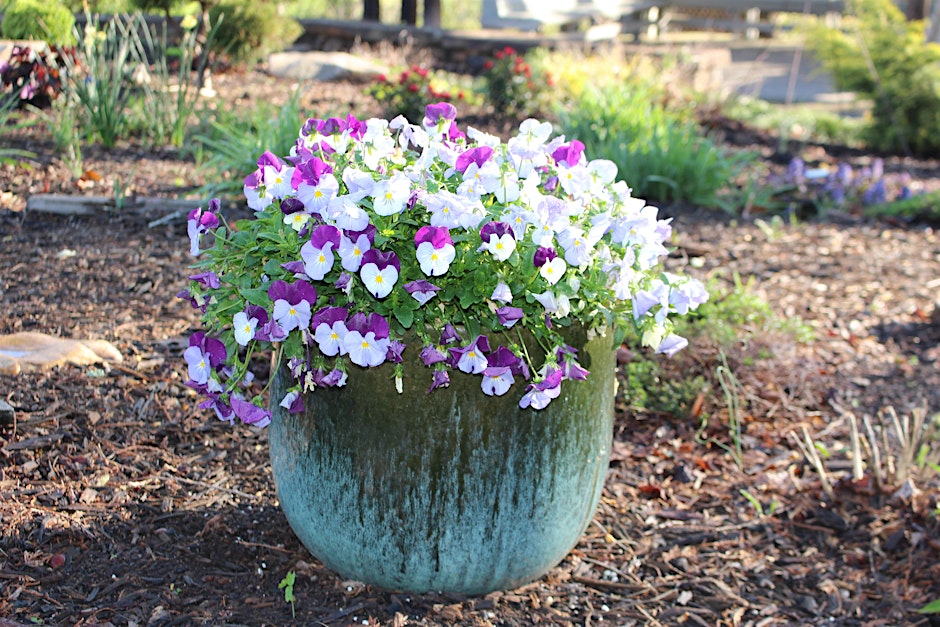Gardening for Everyone (morning)