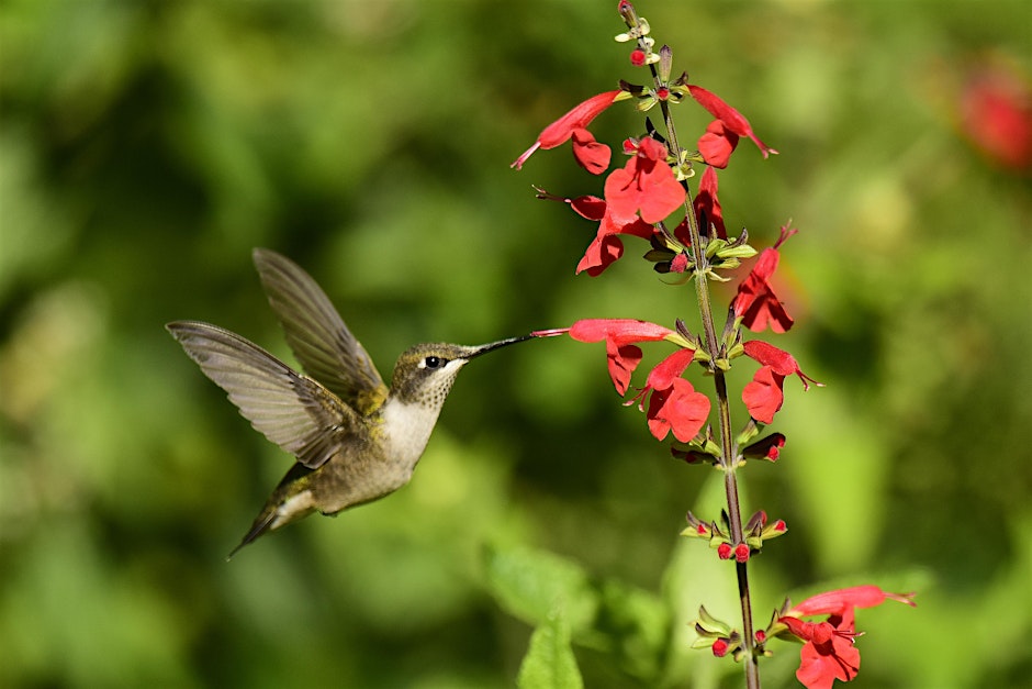 Avena Botanicals Garden Herb Walk (Guided Tour)
