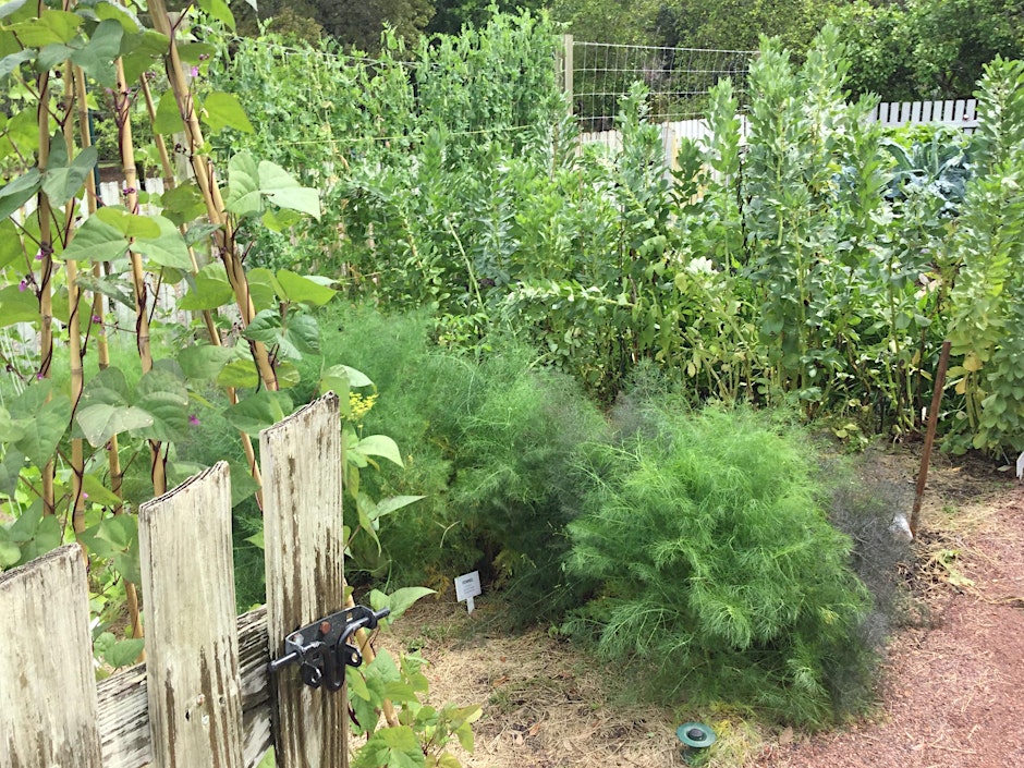Vegetable Gardening - Get Growing!