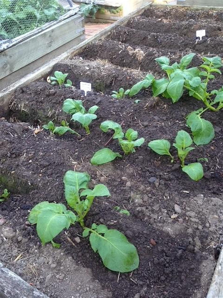Winter Planting Workshop