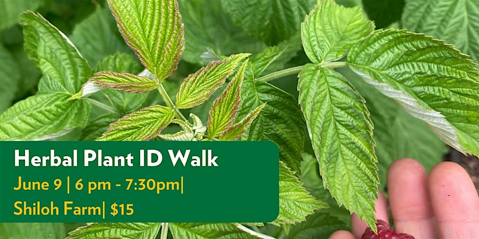 Herbal Plant Identification Walk