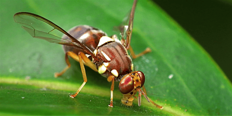 Gardening talk: Tackle Queensland Fruit Fly and Gall Wasp in your garden