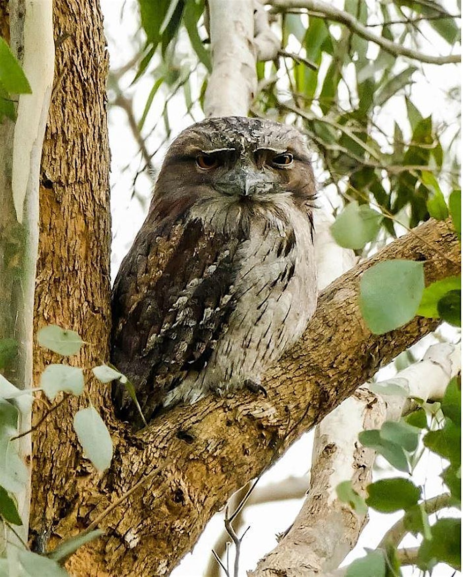 National Bird Week at Wurundjeri Walk