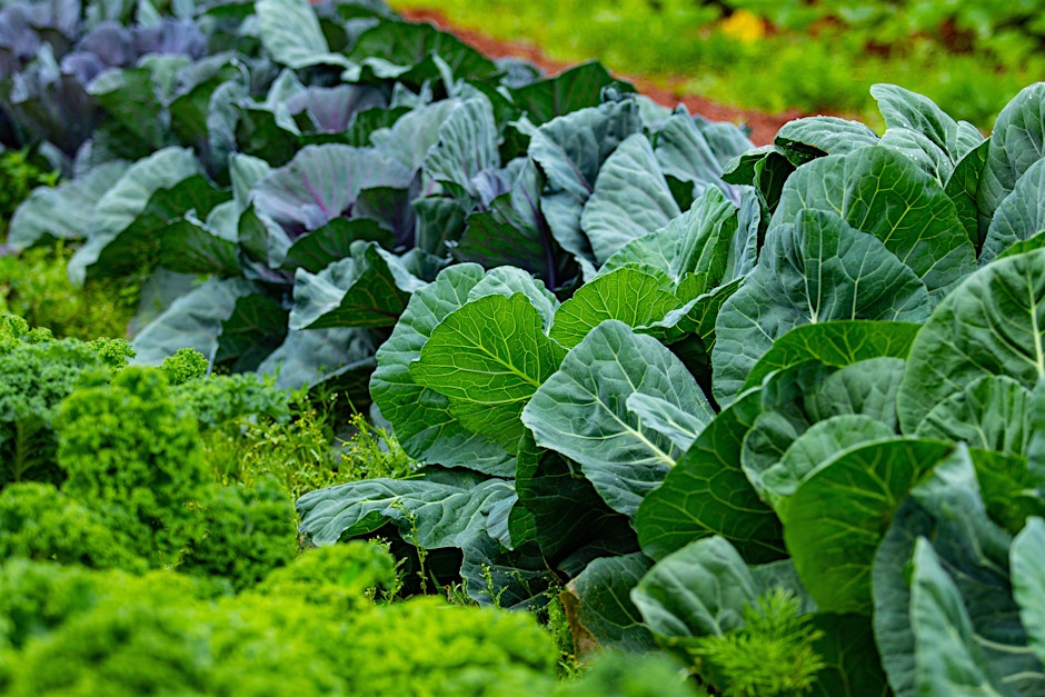 Fall Vegetable Gardening