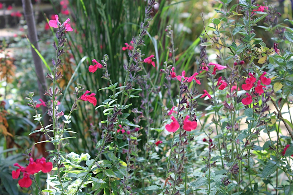 Introduction to Garden Design for Urban Enviroments