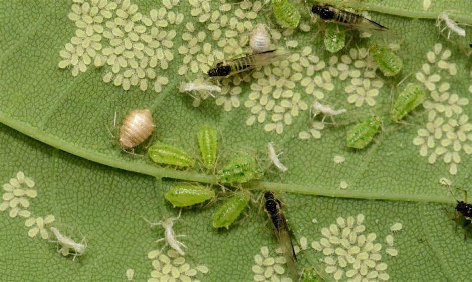 Harvesting, Pests & Diseases – Gardening Workshop