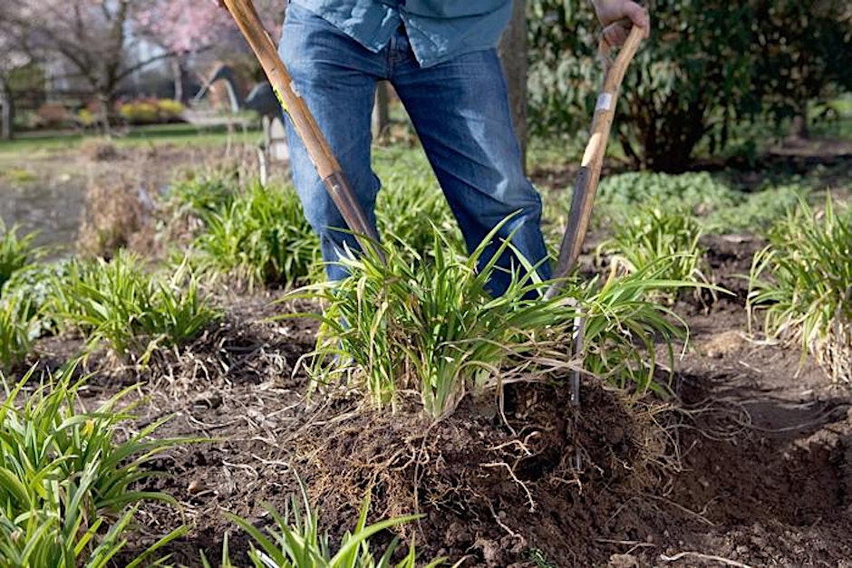 Propagation: Cuttings, Layering & Splitting – Gardening Workshop
