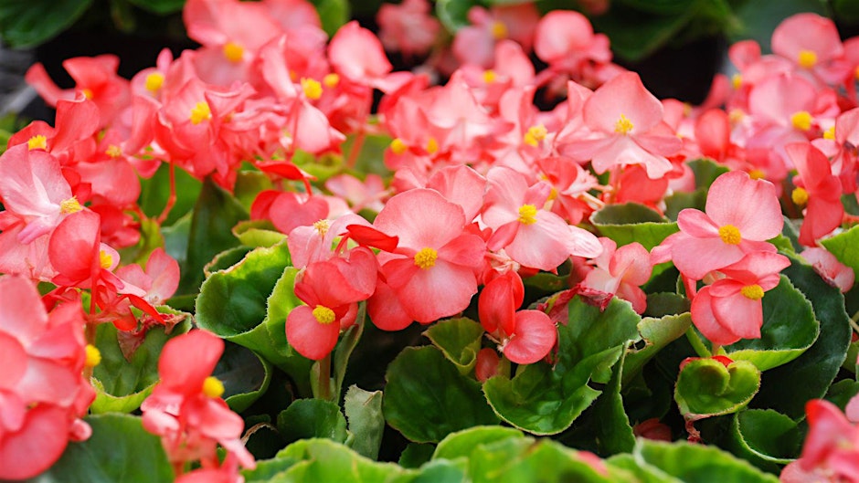 Flower Show Horticulture Class: Begonias presented by Michelle James